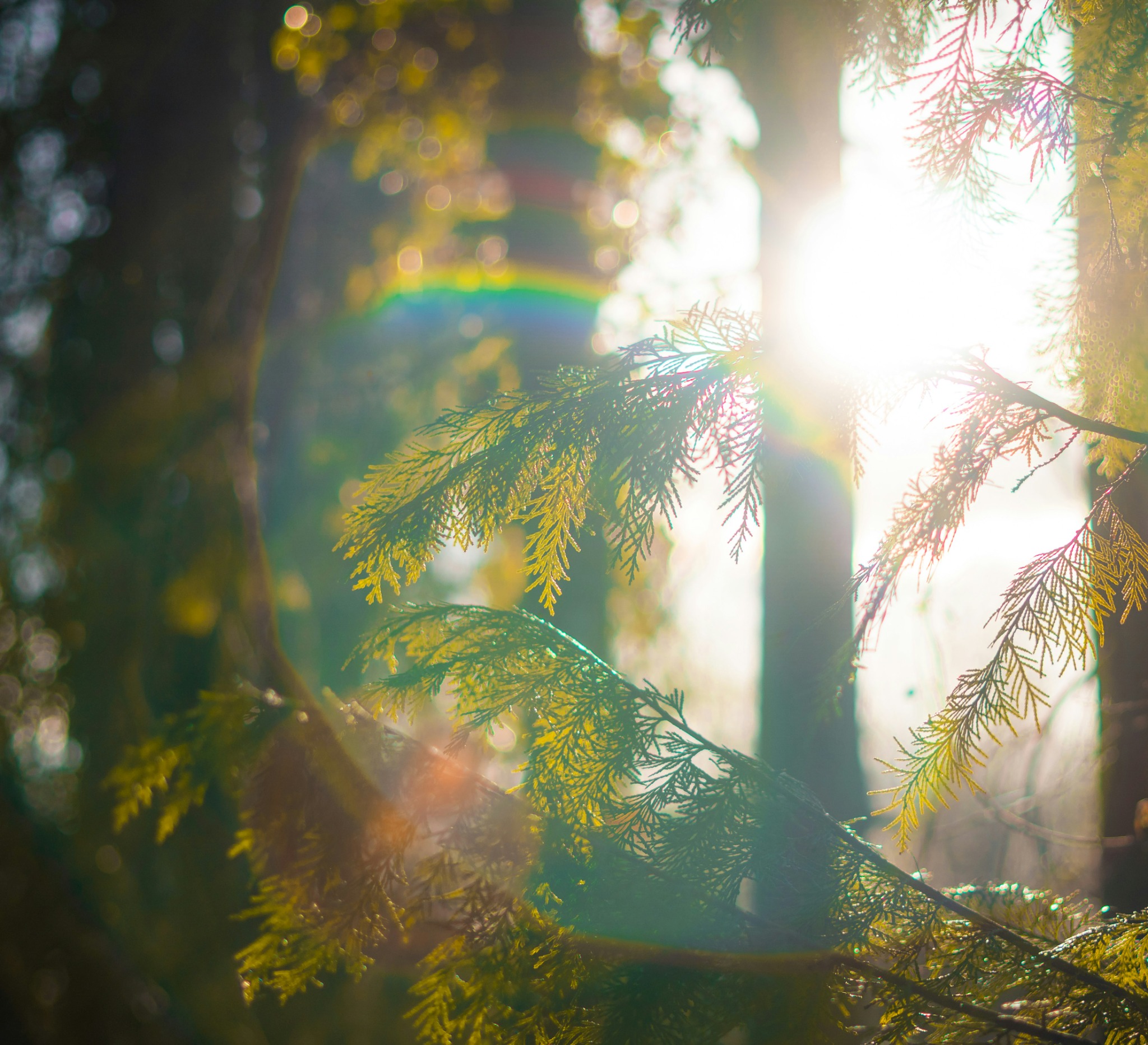 Warm sunlight filtering through green forest branches