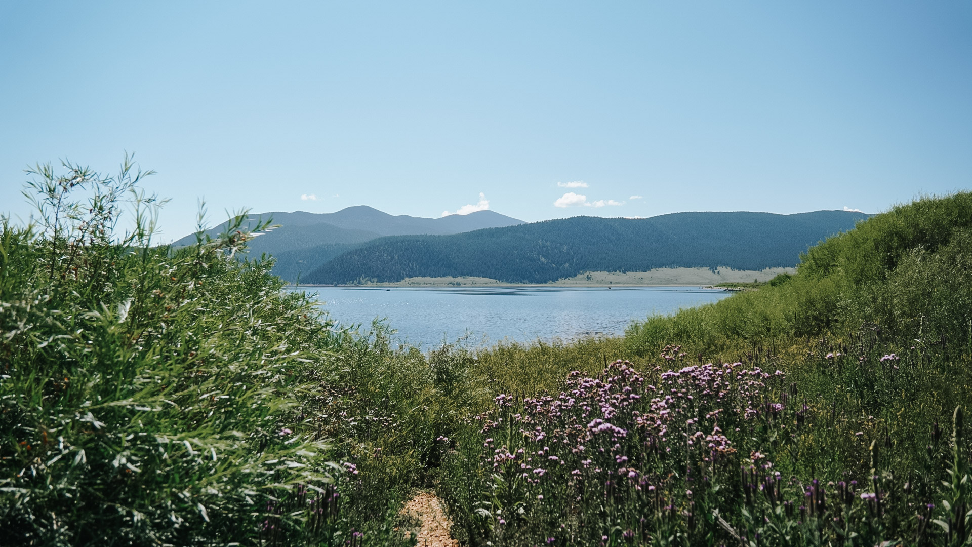 Purple wildflowers along a path overlooking a mountain lake